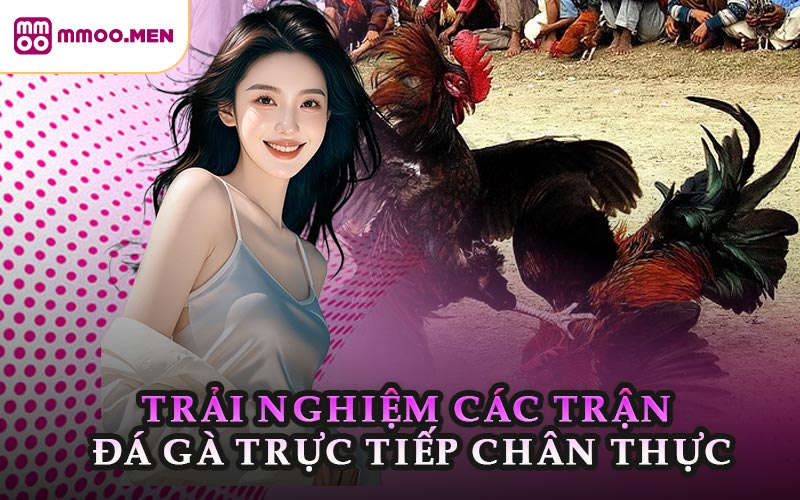 Trải Nghiệm Các Trận Đá Gà Trực Tiếp Chân Thực